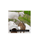 OH MY GOATS スタンプ（個別スタンプ：14）