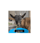 OH MY GOATS スタンプ（個別スタンプ：15）
