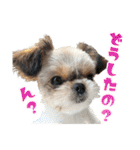チワワのモカとチワシーのゆずぽんず（個別スタンプ：1）