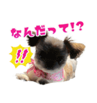 チワワのモカとチワシーのゆずぽんず（個別スタンプ：2）