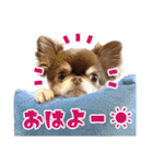 チワワのモカとチワシーのゆずぽんず（個別スタンプ：3）