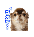 チワワのモカとチワシーのゆずぽんず（個別スタンプ：4）