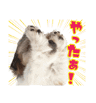 チワワのモカとチワシーのゆずぽんず（個別スタンプ：8）