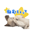 チワワのモカとチワシーのゆずぽんず（個別スタンプ：9）
