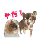 チワワのモカとチワシーのゆずぽんず（個別スタンプ：10）