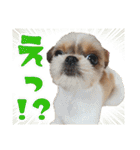 チワワのモカとチワシーのゆずぽんず（個別スタンプ：11）