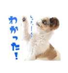 チワワのモカとチワシーのゆずぽんず（個別スタンプ：12）