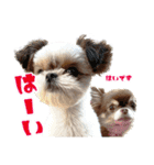 チワワのモカとチワシーのゆずぽんず（個別スタンプ：14）