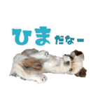 チワワのモカとチワシーのゆずぽんず（個別スタンプ：15）
