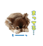 チワワのモカとチワシーのゆずぽんず（個別スタンプ：16）