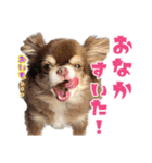 チワワのモカとチワシーのゆずぽんず（個別スタンプ：17）