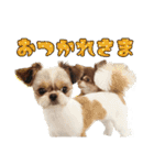 チワワのモカとチワシーのゆずぽんず（個別スタンプ：18）