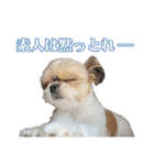 チワワのモカとチワシーのゆずぽんず（個別スタンプ：19）