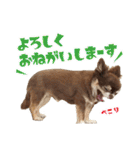 チワワのモカとチワシーのゆずぽんず（個別スタンプ：21）