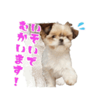 チワワのモカとチワシーのゆずぽんず（個別スタンプ：22）