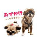 チワワのモカとチワシーのゆずぽんず（個別スタンプ：24）