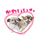 チワワのモカとチワシーのゆずぽんず（個別スタンプ：25）
