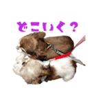 チワワのモカとチワシーのゆずぽんず（個別スタンプ：26）