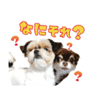 チワワのモカとチワシーのゆずぽんず（個別スタンプ：27）