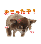 チワワのモカとチワシーのゆずぽんず（個別スタンプ：30）