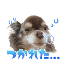 チワワのモカとチワシーのゆずぽんず（個別スタンプ：31）