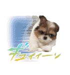 チワワのモカとチワシーのゆずぽんず（個別スタンプ：32）