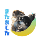 チワワのモカとチワシーのゆずぽんず（個別スタンプ：34）
