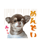 チワワのモカとチワシーのゆずぽんず（個別スタンプ：35）