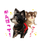 チワワのモカとチワシーのゆずぽんず（個別スタンプ：36）