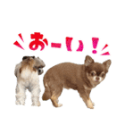 チワワのモカとチワシーのゆずぽんず（個別スタンプ：37）