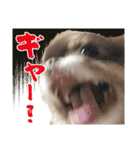 チワワのモカとチワシーのゆずぽんず（個別スタンプ：39）
