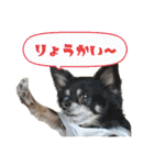 チワワのモカとチワシーのゆずぽんず（個別スタンプ：40）