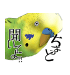 セキセイインコの普段使い 第3弾（個別スタンプ：1）