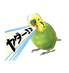 セキセイインコの普段使い 第3弾（個別スタンプ：2）
