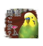 セキセイインコの普段使い 第3弾（個別スタンプ：3）