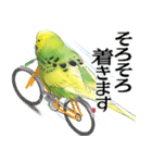 セキセイインコの普段使い 第3弾（個別スタンプ：6）