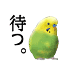 セキセイインコの普段使い 第3弾（個別スタンプ：7）