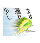 セキセイインコの普段使い 第3弾（個別スタンプ：8）