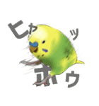 セキセイインコの普段使い 第3弾（個別スタンプ：10）