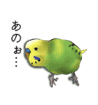 セキセイインコの普段使い 第3弾（個別スタンプ：11）