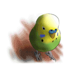セキセイインコの普段使い 第3弾（個別スタンプ：13）