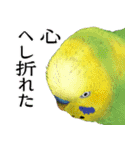 セキセイインコの普段使い 第3弾（個別スタンプ：14）