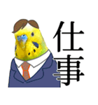 セキセイインコの普段使い 第3弾（個別スタンプ：19）