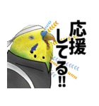 セキセイインコの普段使い 第3弾（個別スタンプ：20）