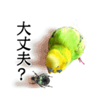 セキセイインコの普段使い 第3弾（個別スタンプ：24）