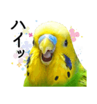 セキセイインコの普段使い 第3弾（個別スタンプ：25）