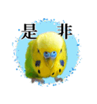 セキセイインコの普段使い 第3弾（個別スタンプ：26）