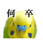 セキセイインコの普段使い 第3弾（個別スタンプ：27）