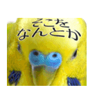 セキセイインコの普段使い 第3弾（個別スタンプ：28）