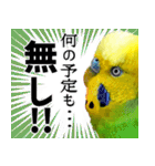 セキセイインコの普段使い 第3弾（個別スタンプ：30）